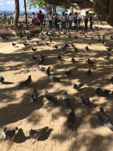 Take a fun walk through the pigeons in Pigeon Park. 
