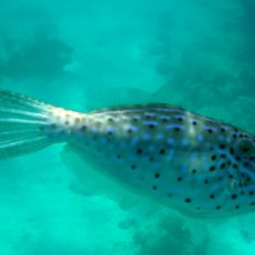 Where to Snorkel, Kayak, and Stand-Up Paddle Board – Puerto Rico Where to Snorkel, Kayak, and Stand-Up Paddle Board – Puerto Rico