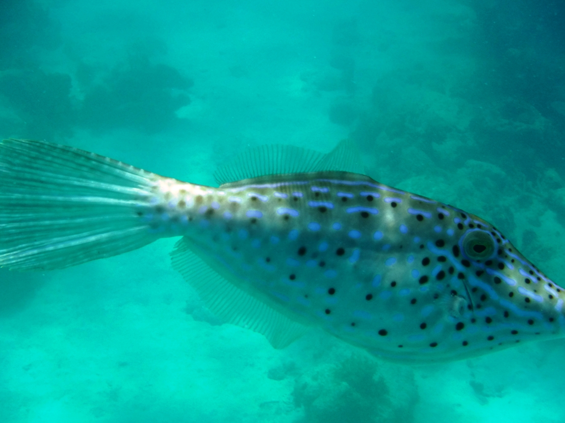 Where to Snorkel, Kayak, and Stand-Up Paddle Board – Puerto Rico