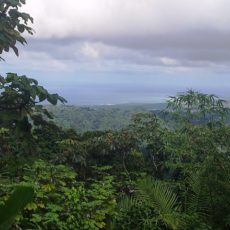 6 Must-See Stops When Visiting El Yunque Rainforest 6 Must-See Stops When Visiting El Yunque Rainforest
